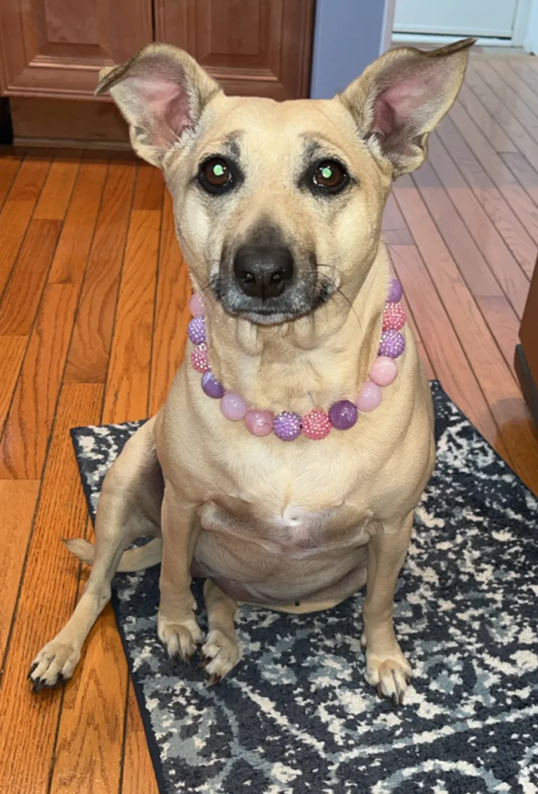 Duchess Glam Bead Collar