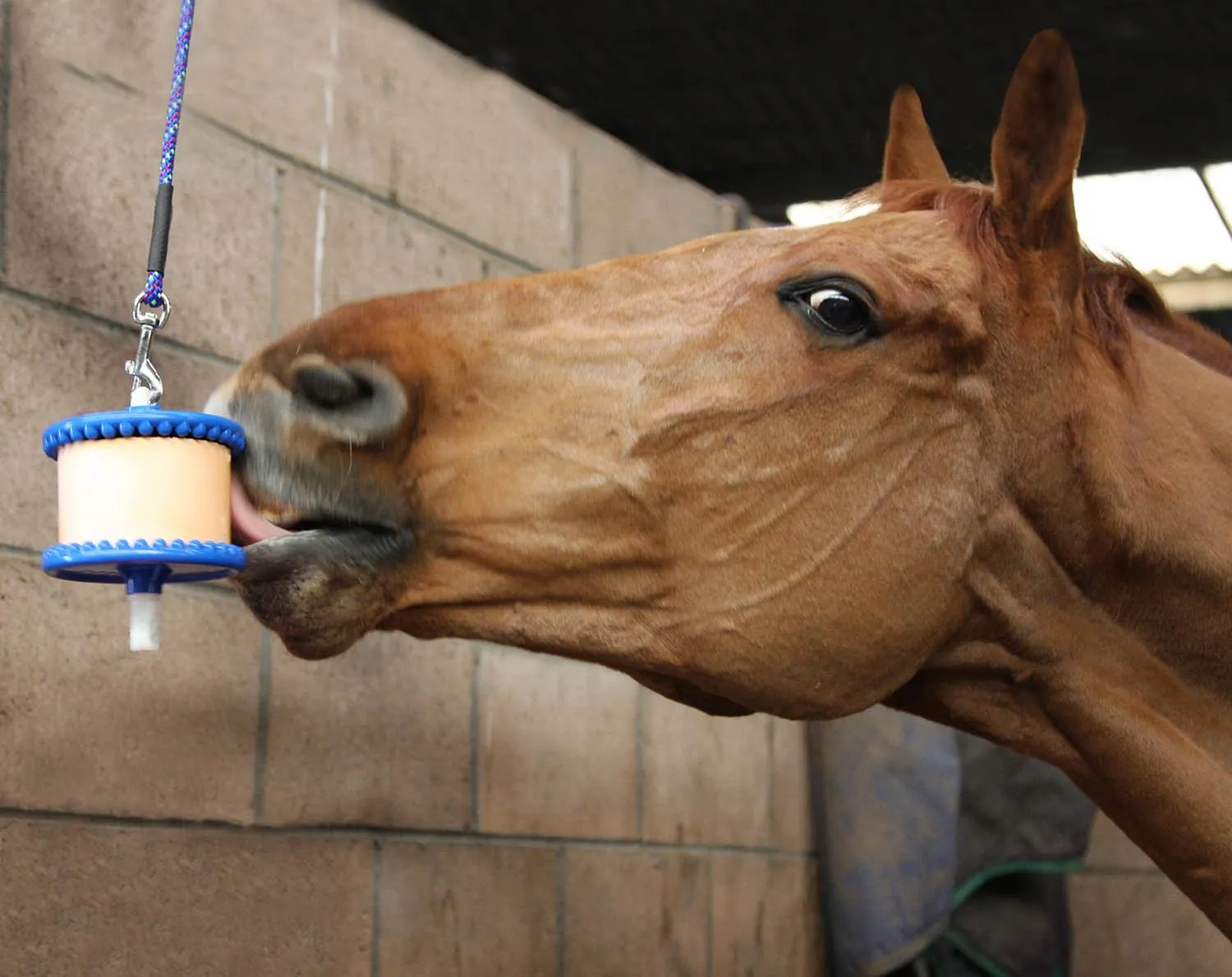 Likit Hanging Horse Lick Treat Holder