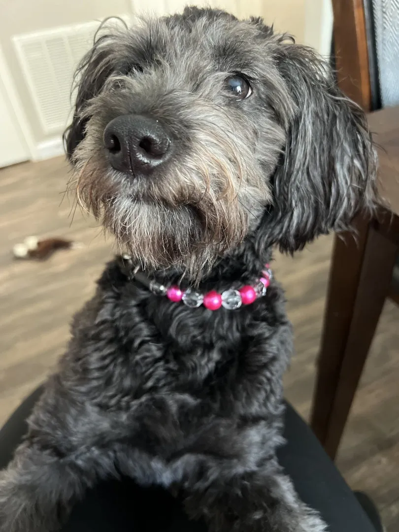 Magenta Disco MINI Acrylic [Small Dog/Cat Bead Collar]