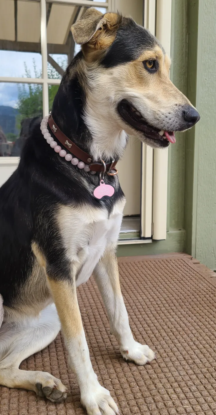 XS Rose Quartz Semi-precious Gem Bead Collar