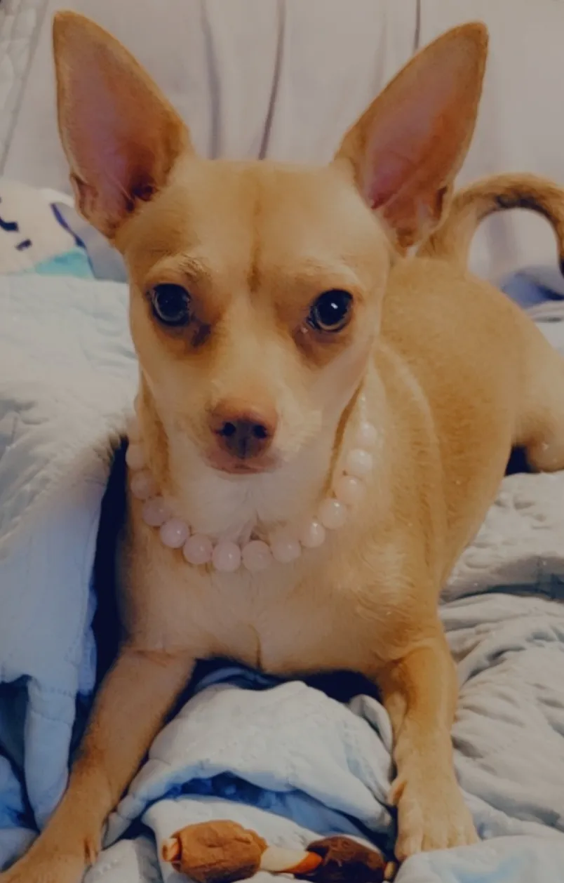 XS Rose Quartz Semi-precious Gem Bead Collar